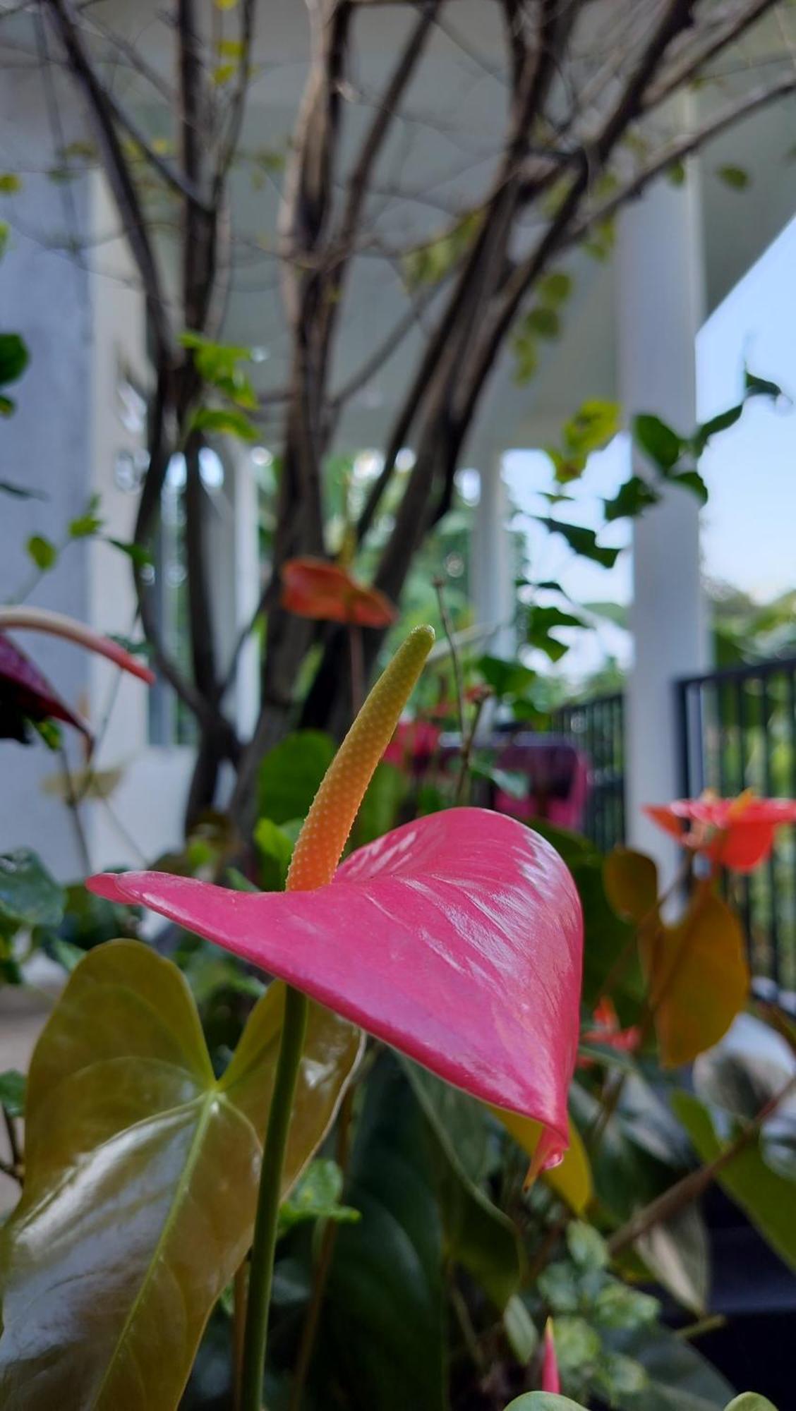The Bliss Homestay Ella Kültér fotó